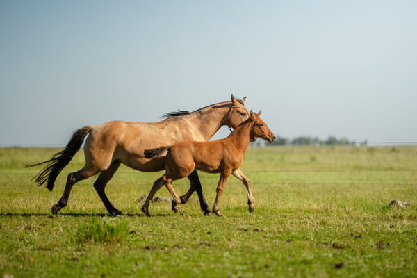 Lote DIABLA LOS CERROS