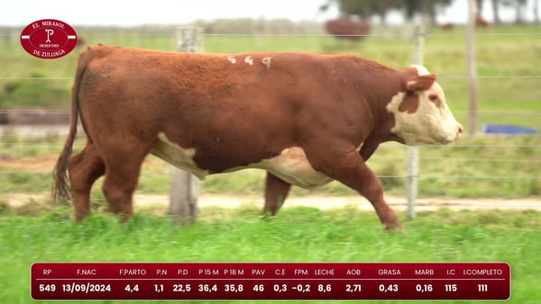Lote Hereford