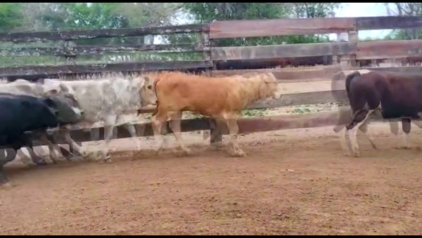 Lote 70 Terneras en Gral. San Martín, Chaco