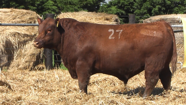 Lote TOROS ANGUS PURO CONTROLADO