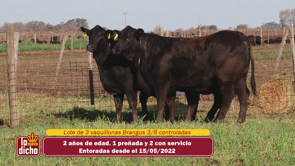 Lote VAQUILLONAS BRANGUS CABAÑA LA NUEVA DICHA