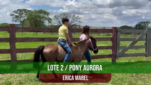 Lote Pony Aurora