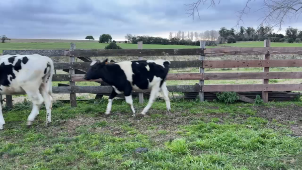 Lote NOVILLOS 1 a 2 AÑOS