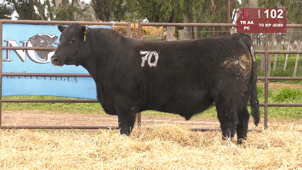 Lote TOROS ANGUS NEGROS  PC