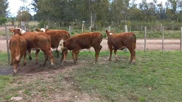 Lote LIGA DEL TRABAJO GUICHON. 7 TERNERAS