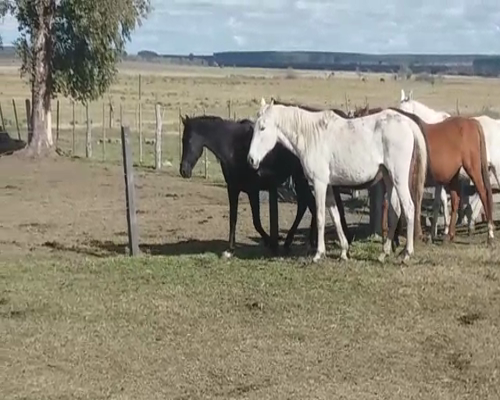 Lote 5 Caballos en SANCHEZ GRANDE