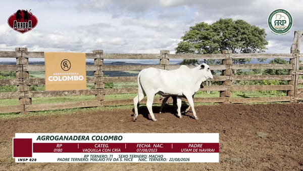 Lote VAQUILLA CON CRÍA