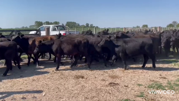 Lote 50 Vaquillonas  P/ entorar en Gral. Paz, Buenos Aires