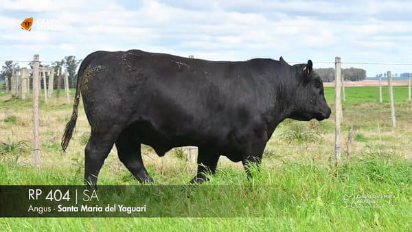 Lote RP 404