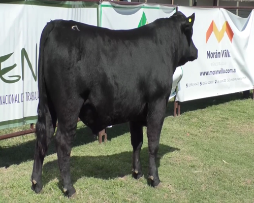 Lote Toro Aberdeen Angus Negro A 25 - Cabaña El Paisano