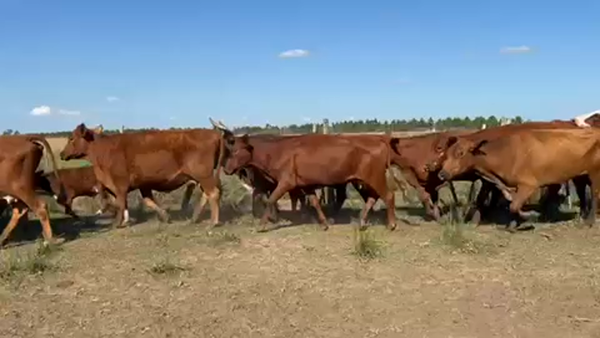 Lote 36 Vacas nuevas C/ cria en Ituzaingó, Corrientes