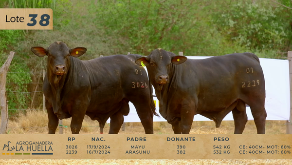 Lote LOTE 38