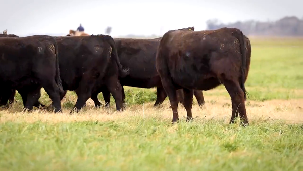 Lote VAQUILLONAS MaS