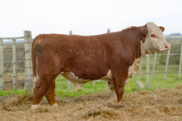 Lote RP 9731