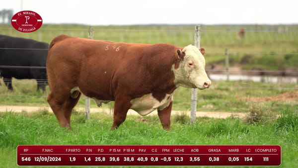 Lote Hereford