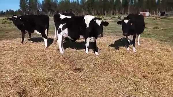 Lote (Vendido)4 Vacas de Invernada HOLANDO 480kg - , San José