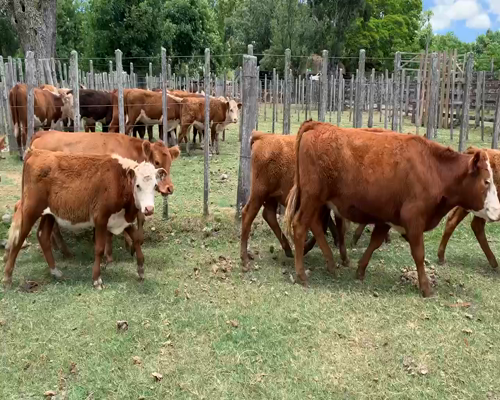 Lote 11 Terneros en Melo, Cerro Largo