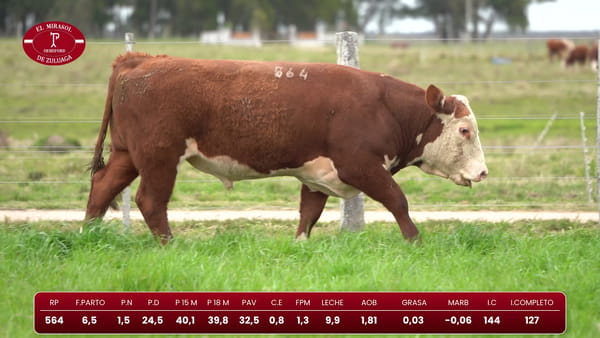 Lote Hereford