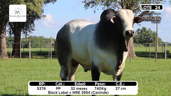 Lote Nacional Nelore Campo - Lote 24