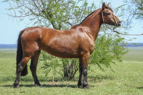 Lote DAMAJUANA DE LOS CARDOS