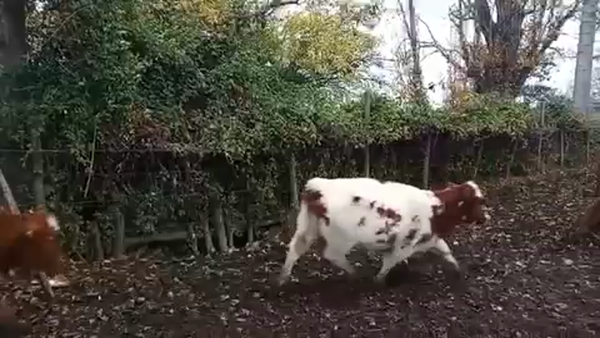 Lote 75 Ternera en Curicó, VII  Región Maule