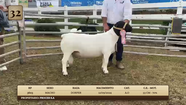 Lote LOTE 32