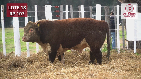 Lote Toro PR
