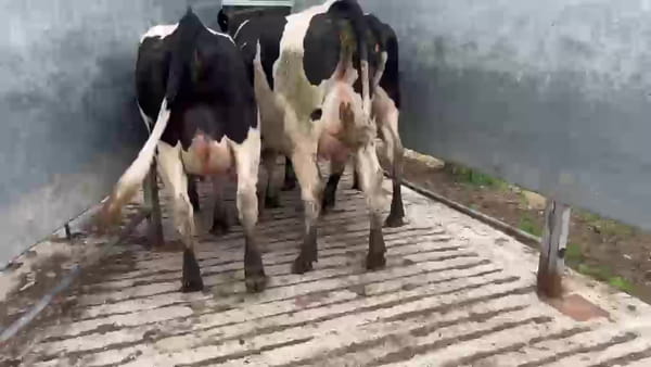Lote 3 Vaquillonas  450kg - , San José