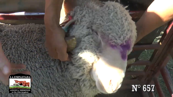 Lote CARNEROS MERINO AUSTRALIANO