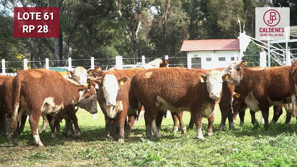 Lote VAQUILLONA PURAS REGISTRADAS PREÑADAS POR INSEMINAC. ARTIFICIAL, PARICIÓN PRIMAVERA.