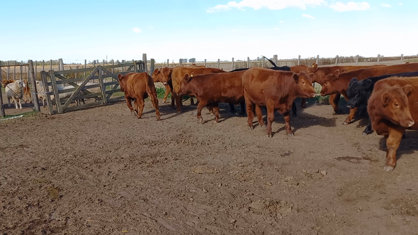 Lote 18 Novillitos en Daireaux, Buenos Aires