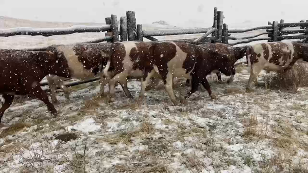 Lote 47 Novillo Engorda en XI Región Aysén, Coyhaique