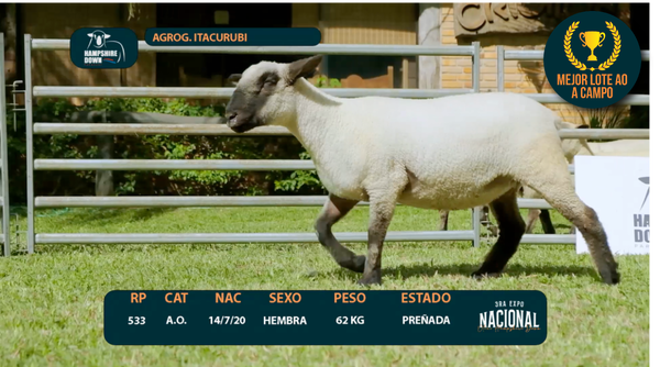 Lote LOTE 1-  AGROG. ITACURUBI - RP 533