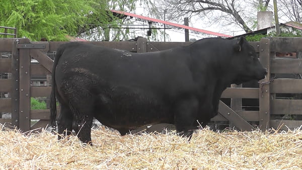Lote TOROS ANGUS PUROS DE PEDIGREE