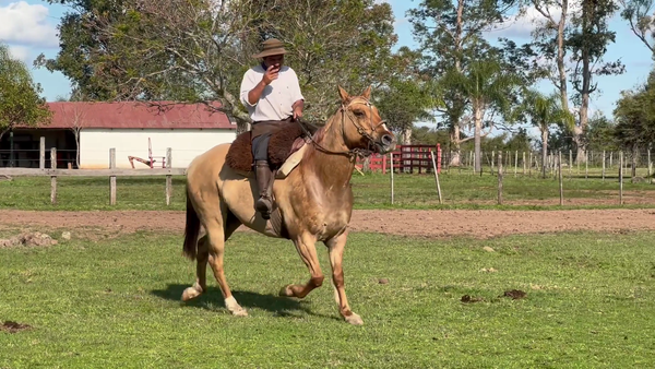 Lote 1 Montados en Corrientes, Curuzu Cuatia