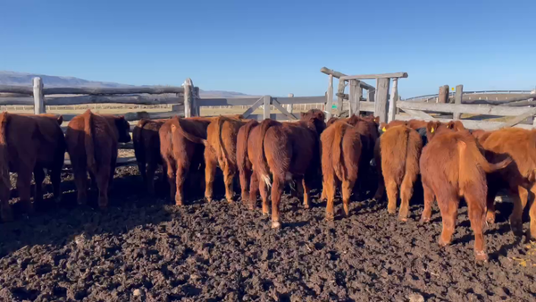 Lote 40 Ternero en Coyhaique, XI Región Aysén