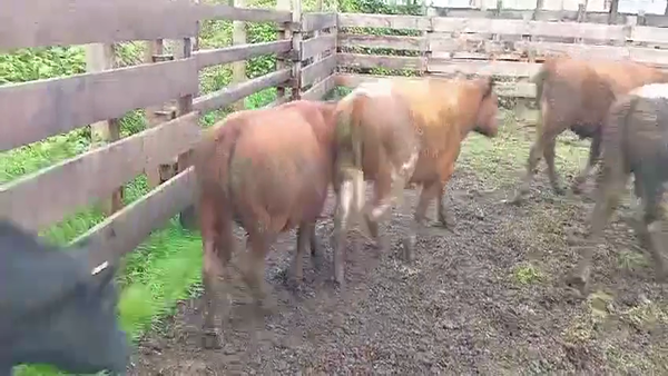Lote 53 Novillo Engorda en Osorno, X Región Los Lagos
