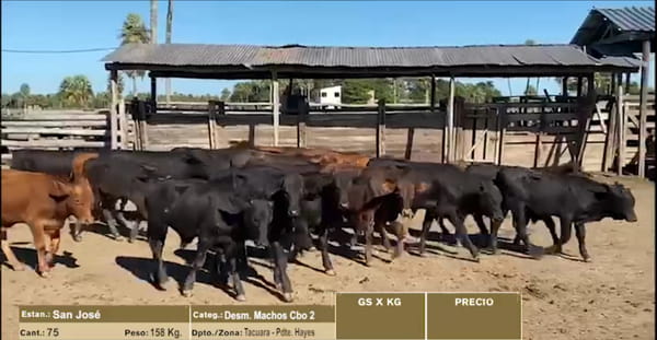 Lote LOTE 4 - 75 DESMAMANTES MACHOS CBO 2