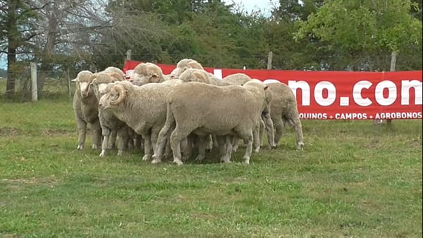 Lote 3 Carneros 4 dtes. 18.41 / 18.44 / 18.57