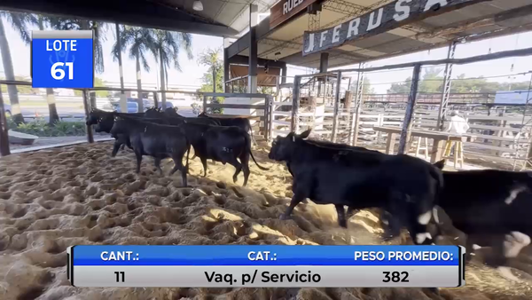 Lote VAQUILLAS BRANGUS PARA SERVICIO  -LOTE 61
