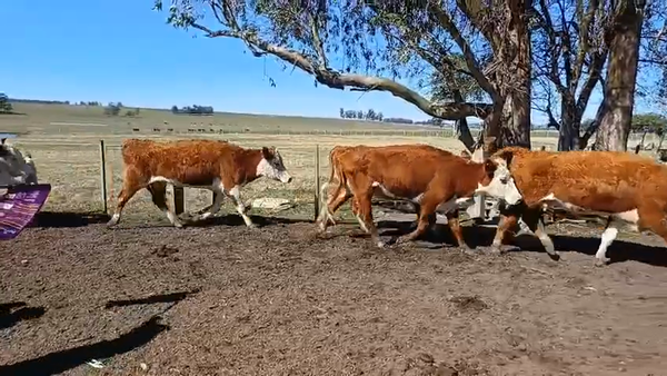 Lote 49 Vacas de Invernada 47 HE,  2 HE X AA 350kg -  en A 3KM DEL KM250 DE RUTA 8, A 9KM DE VARELA