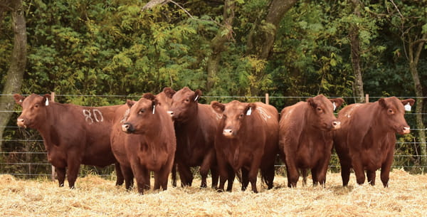 Lote VACAS ANGUS 2° SERV