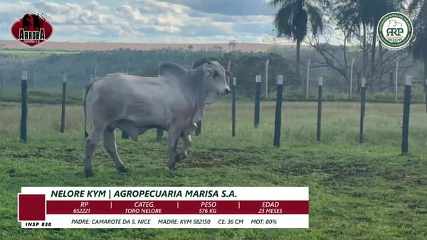 Lote TORO NELORE