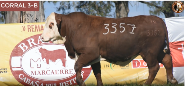 Lote Toro Braford Cabaña El Retiro