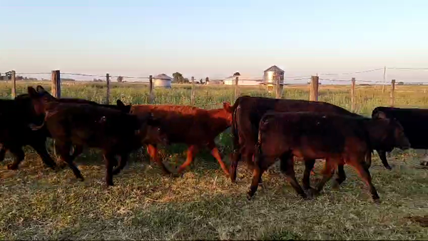 Lote 20 TERNS. MACHOS Y HEMBRAS, DAIREAUX, PCIA DE BS. AS.