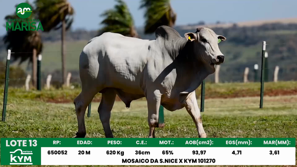Lote Lote 13