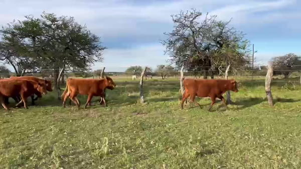 Lote 70 Terneros
