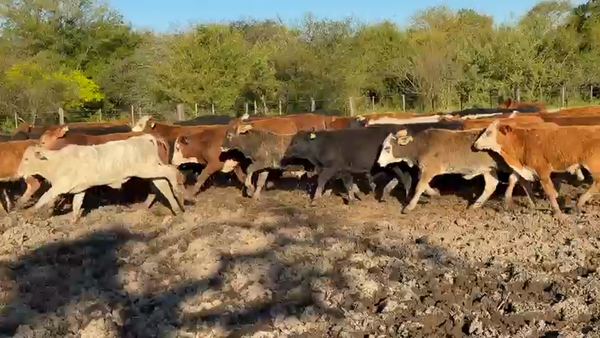 Lote (Vendido)60 Terneros Braford  Brangus y sus cruzas 220kg - , Santa Fe