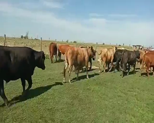 Lote 36 Novillos en Tostado, Santa Fe