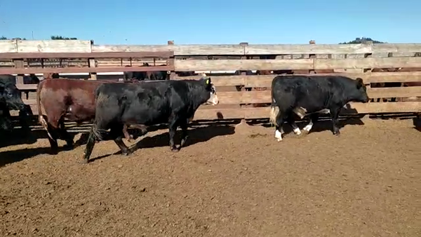 Lote 20 Novillo Gordo en Los Ángeles, VIII Región Biobío